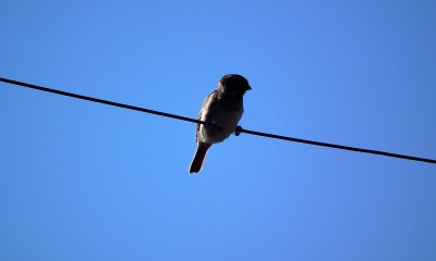 Vogel auf Netzwerkkabel